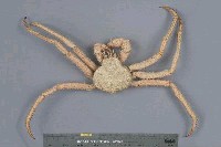 藏品(深紅擬石蟹)的圖片